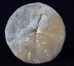 Clypeus ploti (LESKE 1778) - Bild © FossNet FossilienStore